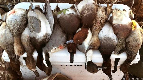 Best Duck Hunting Lodge In Texas