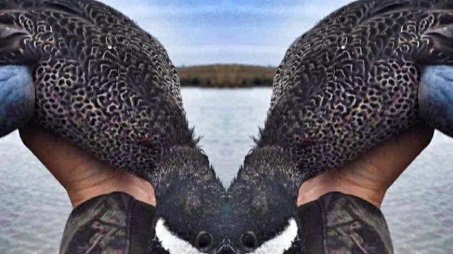 Waterfowl Season approaching.