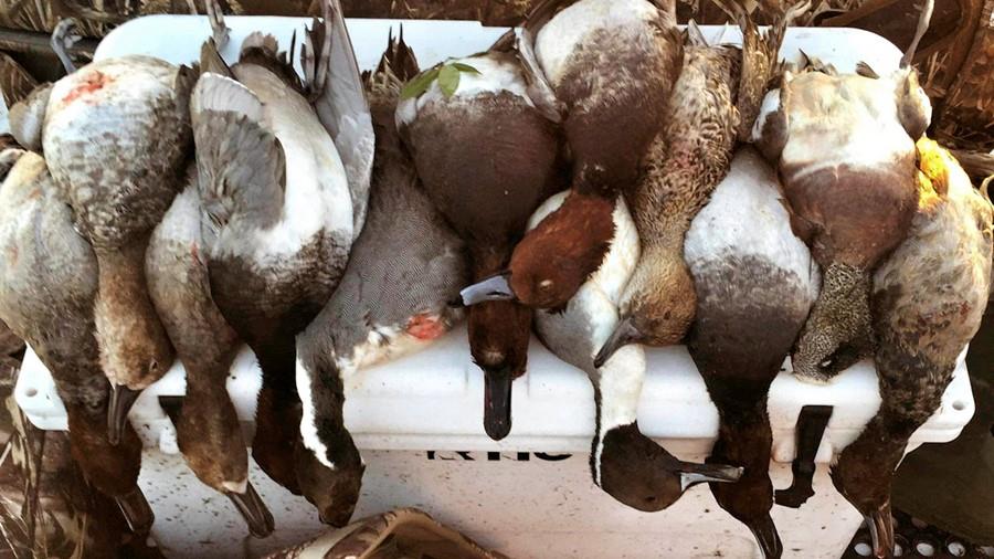 Waterfowl Report - Castaway Classic Tournament News, Feb 15th, 2019