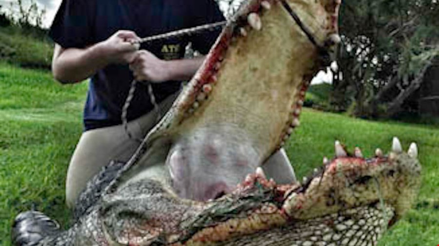 Alligator Season Finishes Up